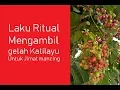 Download Lagu Cara Mengambil Getah Katilayu Langsung Dari Pohon