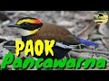 Download Lagu Kicau Paok pancawarna gacor