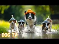 Download Lagu 12 Hours Of Dog Music 🐶 Anti Separation anxiety relief music 🎵💖 Relaxing Soothing Music for Dogs