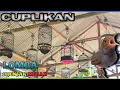 Download Lagu CUPLIKAN LOMBA PRENJAK MERAH DI GANTANGAN PSBC