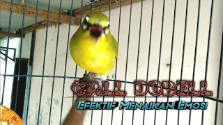 call double pleci dakun makes all pleci join ngalas