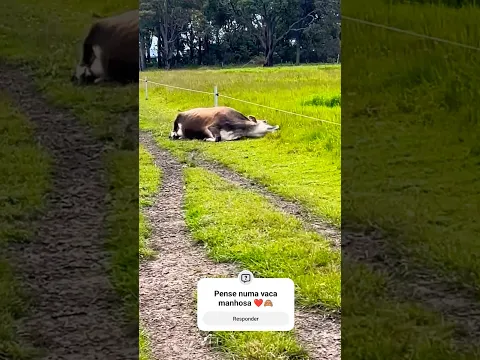Pense numa vaca manhosa ❤️🙈 #viral #shorts #gado #pecuarista #shortvideo #fazenda #agro