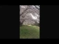 Download Lagu wind  blowing through the cherry blossom tree