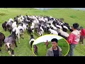 Download Lagu Somu Asim \u0026 me herding sheep in group@pastorallifeofnepal @AloneAdhirajnepal