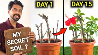 Best Soil for plants & Cuttings | Grow Hibiscus Cuttings