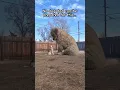 Download Lagu Biggest puppy in the world #dogsofyoutube #goldenretriever #puppy