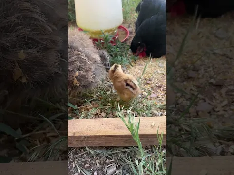 New Baby Chick #chicken