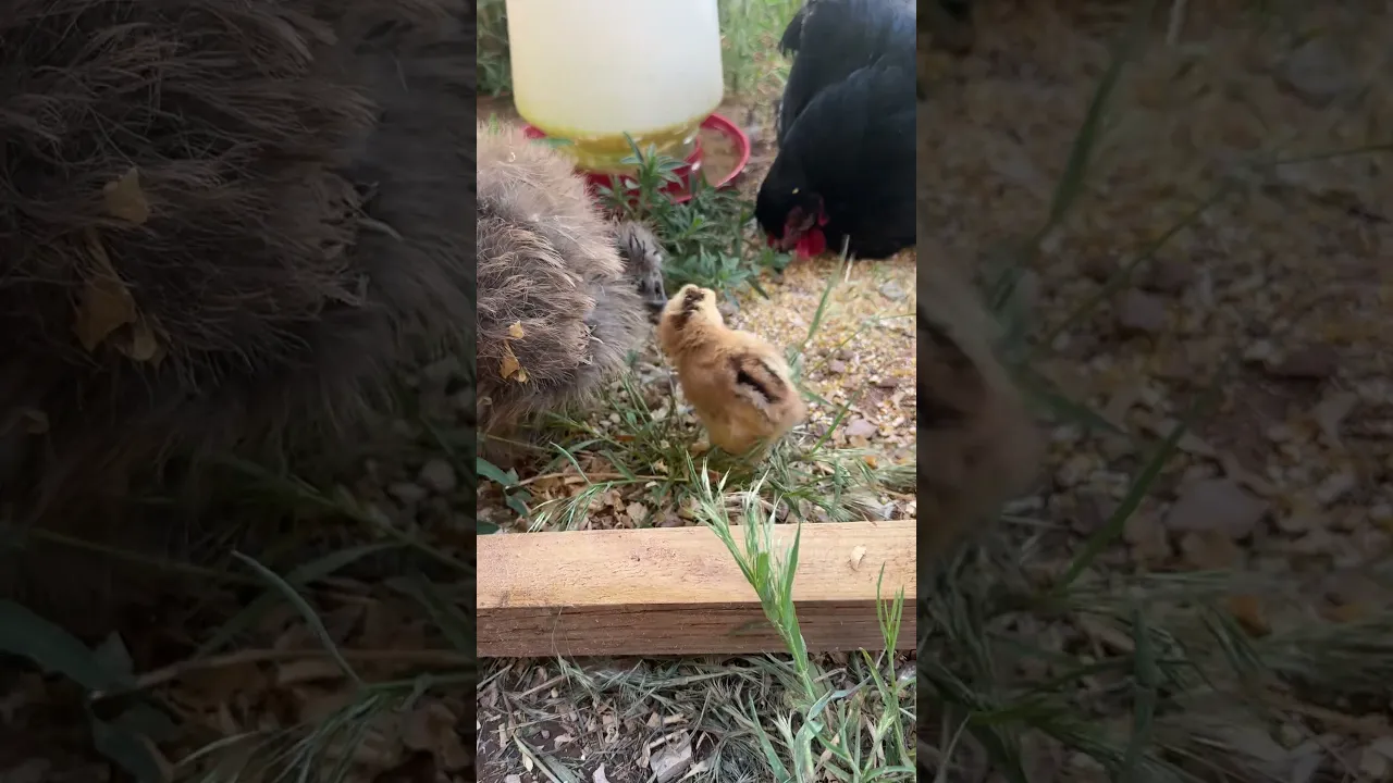New Baby Chick #chicken