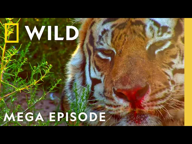Video: Epic Animal Wars | Animal Fight Night S2 & S6 MEGA Episode | Nat Geo Animals