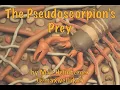Download Lagu The Pseudoscorpion's Prey