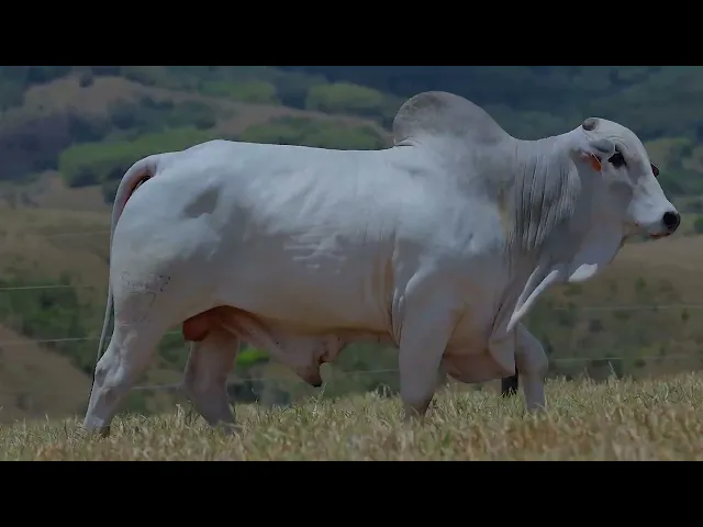 Touro Nelore SABZ - 57