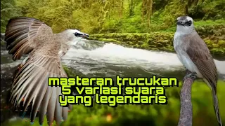 pancingan masteran trucukan 5 suara variasi istimewa