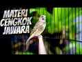 Download Lagu MASTERAN BLACKTHROAT GACOR BUAT KENARI PAUD RAJIN BUNYI CENGKOK MEWAH FAVORITE