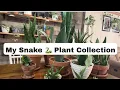 My Snake Plant Collection Favorites Care Tips Wishlist
