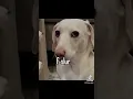 Homophobic dog storyline