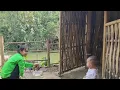 Download Lagu Single mother Ly Thu Huong and her son build a farm to raise chickens and ducks.