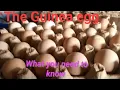 Guinea fowl eggs Importance of guinea fowl eggs