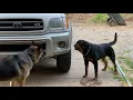 Download Lagu Aggressive one year old rottweiler challenges alpha German Shepherd