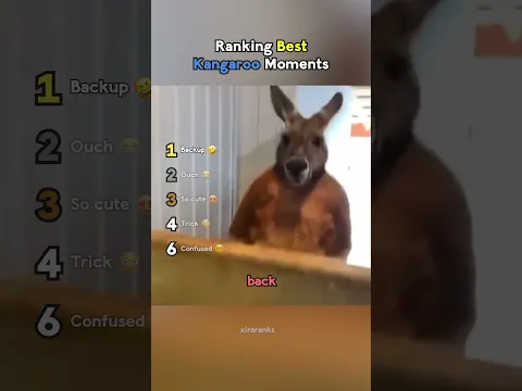 Ranking Best Kangaroo Moments