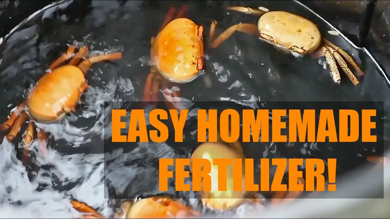 How to Make Homemade Fish Fertilizer (A Cheap Garden Hack)