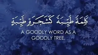ألم تر كيف ضرب الله مثلا كلمة طيبة كشجرة طيبة ياسر الدوسري 