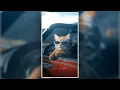 CAT TREND πΉ PHONK--DJ MOBIGUS π PRESET AM || ALIGHT MOTION XML FILE..π