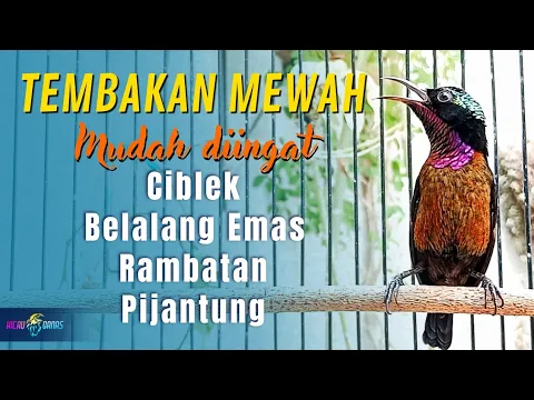 Download MP3 MASTERAN KONIN FULL ISIAN TEMBAKAN MEWAH - CIBLEK, BELALANG EMAS, RAMBATAN \u0026 PIJANTUNG