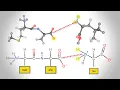 Peptide Bond Formation Animation