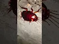 Download Lagu ##insects ##insecticida ##911 ##bug ##cockroach ##shorts ##