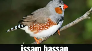 محمد النصري طير الجني 