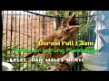 Download Lagu Terapi  air dan suara burung Flamboyan lelet dan macet bunyi
