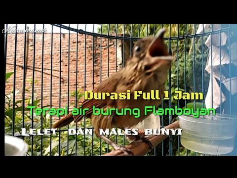 Download MP3 Terapi  air dan suara burung Flamboyan lelet dan macet bunyi