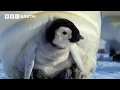 Download Lagu Extraordinary Penguin Moments | BBC Earth | BBC Studios