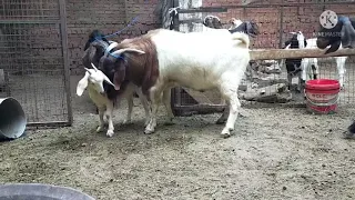 ماعز بور ماعز شامي ماعز فرنساوي 