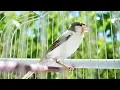 Download Lagu Canary singing - Most Spectacular Video Training-Make your canary singing like champion!