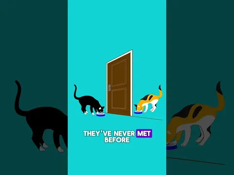 When Cats Won't Get Along: Why Starting Over Is the Kindest Thing You Can Do