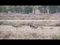 Download Lagu Moeflons in de bloeiende heide - Film: ©Louis Fraanje