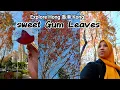 Lagu Daun ini berubah warna saat musim dingin | Explore Hong Kong Sweet Gum leaves