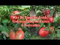 Why Do Tomatoes Crack Understanding the Causes and Prevention