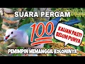 Download Lagu Suara pikat pergam memanggil koloninya..!!!