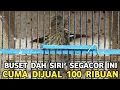 Lagu EDAN !! CUMA DISINI SIRI² KECIL GACOR DIJUAL 100 RIBU SIRI² RAJA 100 RIBU DIKIOS ARIS DI PB PRAMUKA 