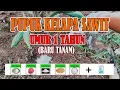 Download Lagu Pupuk Sawit Umur 1 Tahun ( Baru Tanam)