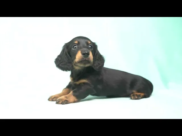 動画