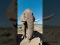 Listen to an elephant saying ‘Thank You’ 🔊 - sound on. #elephant #travel #southafrica #nature