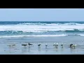 Download Lagu Suara Ombak Pantai Dan Burung Camar Untuk Relaksasi