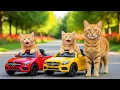 Download Lagu Mama Cat Trims Fur on the Farm and Makes Tiger Hat For Kittens At Home🐾🎩🐯