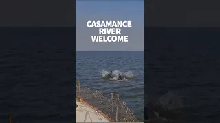 When dolphins guided us up the Casamance River #windedvoyage #sailinglifestyle #senegal #casamance