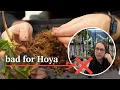Lagu why I no longer use these selfwatering pots for Hoya 🚫