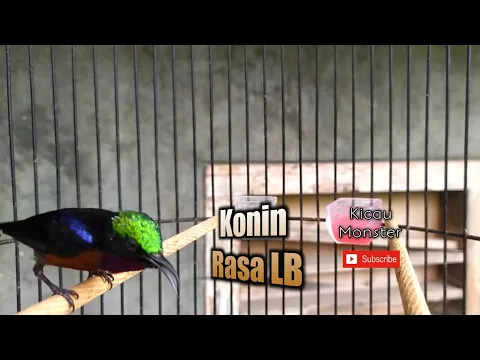 Download MP3 Masteran Konin isian Lovebird