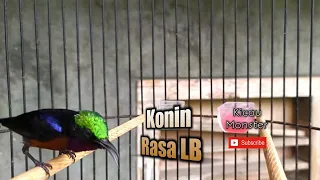 masteran konin isian lovebird